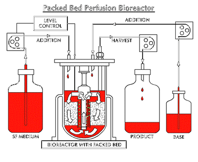 BIOREACTORS AND INSULIN PRODUCTION A GRADUATION PROJECT SUBMITTED TO