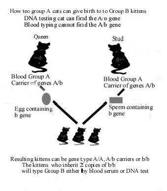 PROČ JE DŮLEŽITÝ TEST DNA CHOVNÁ SAMICE KREVNÍ SKUPINA