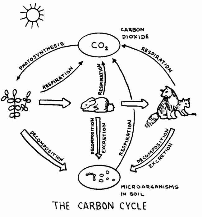 BIOGEOCHEMICAL CYCLES WATER NITROGEN AND CARBON A CONDENSATION 
