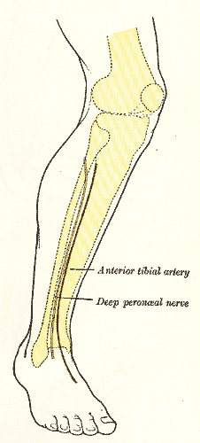 SURFACE ANATOMY OF ARTERIES AND VEINS OF LOWER LIMB
