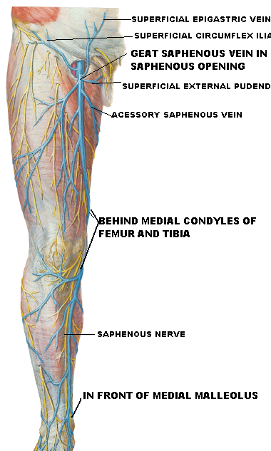SUPERFICIAL VESSELS AND LYMPHATICS OF LOWER LIMB LEARNING OBJECTIVES