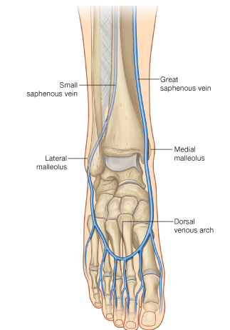 SUPERFICIAL VESSELS AND LYMPHATICS OF LOWER LIMB LEARNING OBJECTIVES