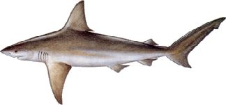 NAME  PER  DATE  SHARKS OF NEW
