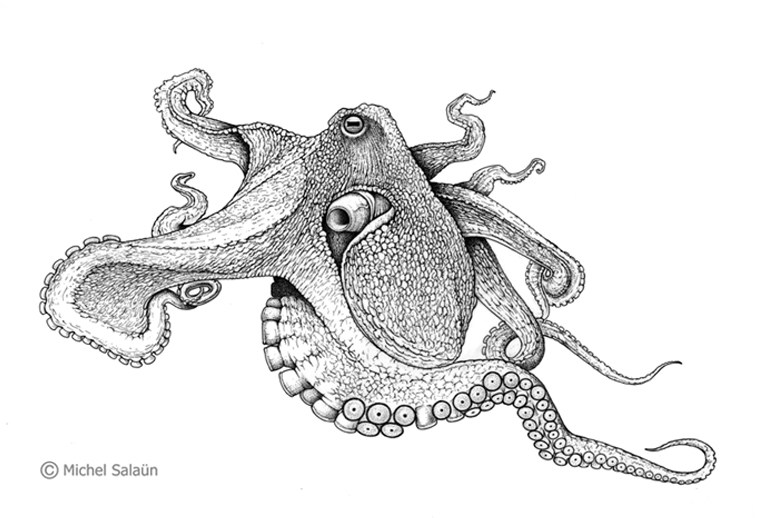 THE PROCESS OF DRAWING MARINE ANIMALS BY MICHEL SALAÜN