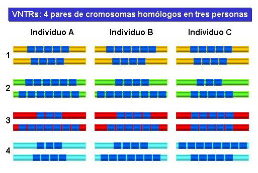ESTRUCTURA MOLECULAR DE GENES Y CROMOSOMAS EN LA ACTUALIDAD