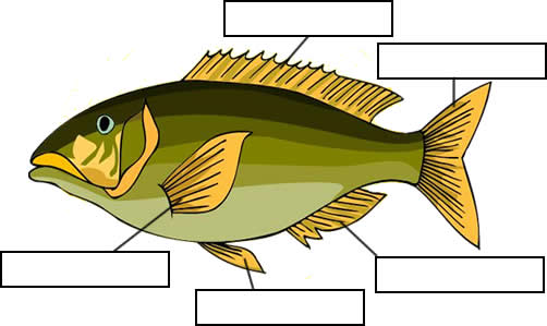 NAME  302 FISHES 1 FISHES ARE  VERTEBRATES