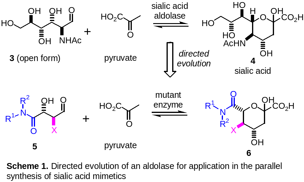 DIRECTED EVOLUTION OF AN ALDOLASE FOR THE PARALLEL SYNTHESIS