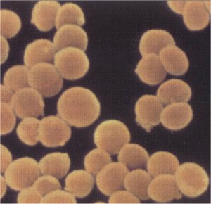 CLASSIFICATION DU MONDE MICROBIEN FAMILLES MICROBIENNES MORPHOLOGIE CARACTERISTIQUES EXEMPLES