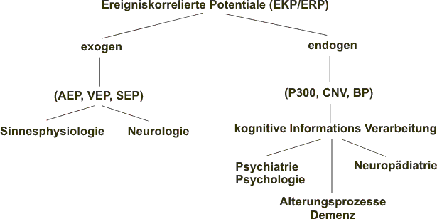 II EEG & EP ELEKTROENZEPHALOGRAPHIE (EEG) UND EREIGNISKORRELIERTE POTENTIALE