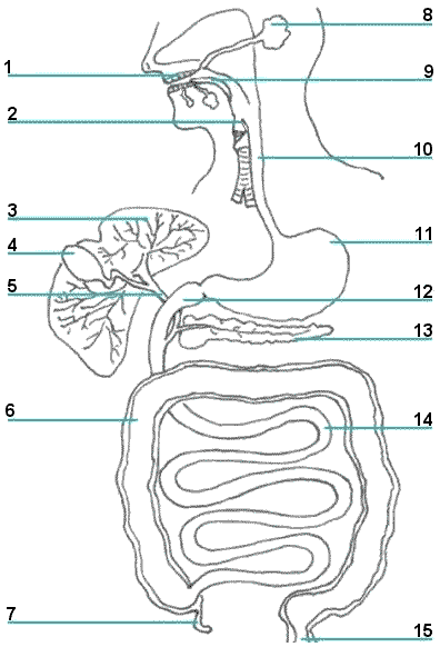DIAGRAM OF THE DIGESTIVE SYSTEM USE THE DIAGRAM ABOVE