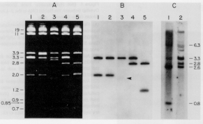 WORKING WITH MOLECULAR GENETICS CHPT 3 ISOLATING AND ANALYZING