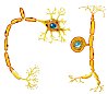 MEMBRANE POTENTIALS INTRODUCTION 1  DESCRIBE THE NEURON FUNCTION