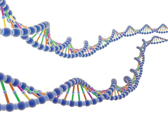 G RADING RUBRIC FOR DNA MODEL  NAME 